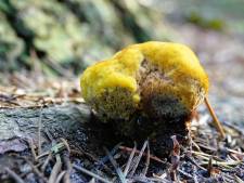 Het is herfst: Mysterieuze nevel en vijftig tinten bruin