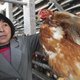 Nieuw vogelgriepvirus (nog) geen gevaar voor België
