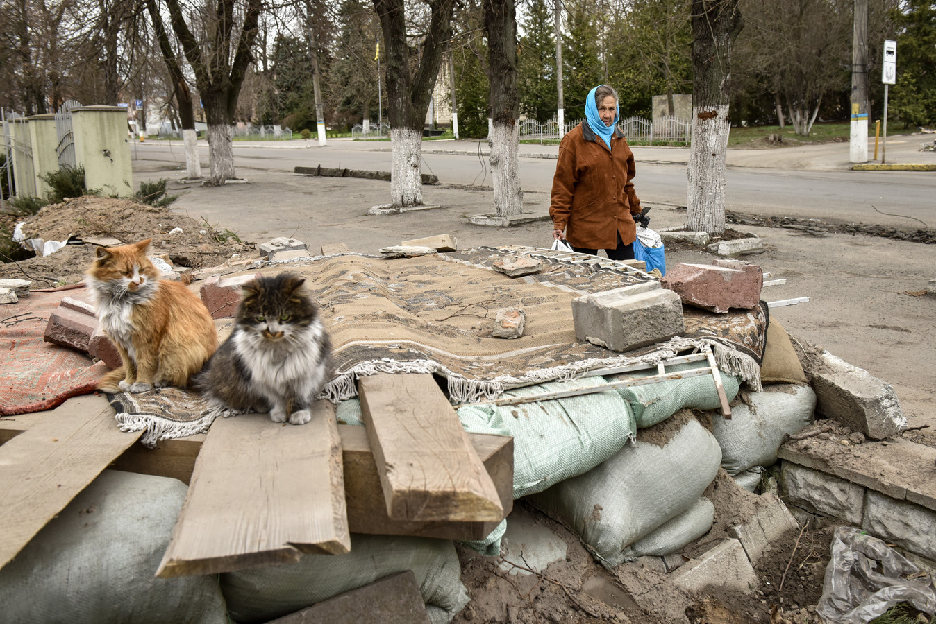 Een vrouw loopt langs twee katten in de door de Russen vernielde stad Borodjanka, in de buurt van Kiev.