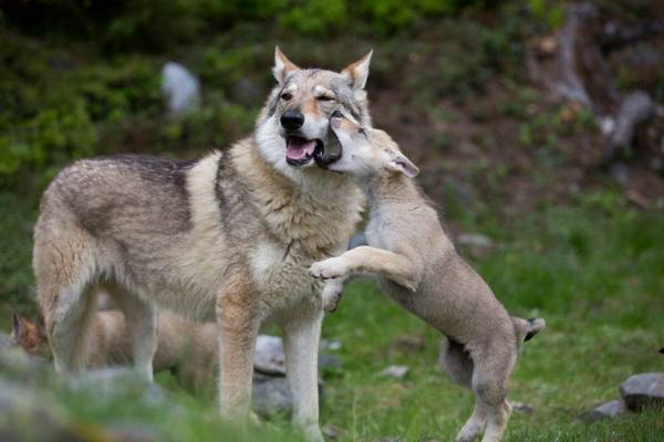 The Snow Wolf: A Winter's Tale