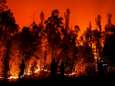 23 doden bij meer dan 230 bosbranden in Chili, bijna 1.000 gewonden
