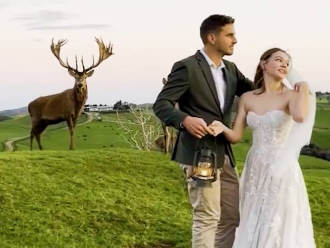 Majestueus hert gaat met alle aandacht lopen tijdens huwelijksfotoshoot