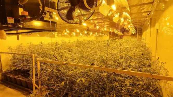 Duo riskeert celstraf voor cannabisplantage met 740 planten