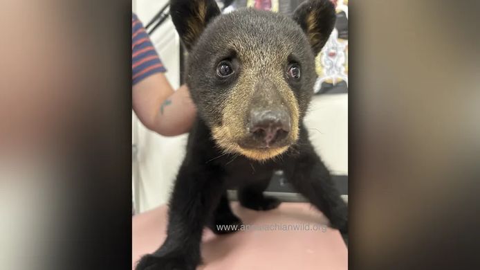 Het andere berenwelpje dat de organisatie Appalachian Wildlife Refuge redde en nu samen met het vrouwelijke welpje leeft.