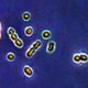Kinderartsen slaan alarm: gevaarlijke bacterie waart rond onder jonge kinderen