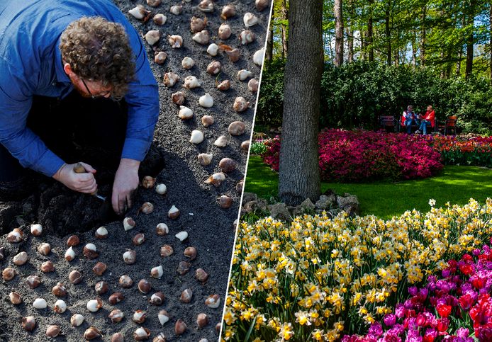 Fotomontage HLN. Links: Een tuinier van Keukenhof plant bloembollen. Rechts: Het bloemenpark afgelopen lente.