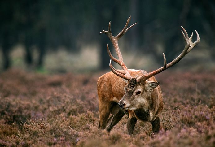 Een edelhert op de Veluwe.