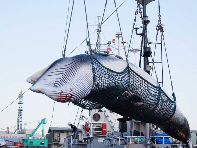 Japan herneemt commerciële walvisjacht: eerste schepen vertrokken