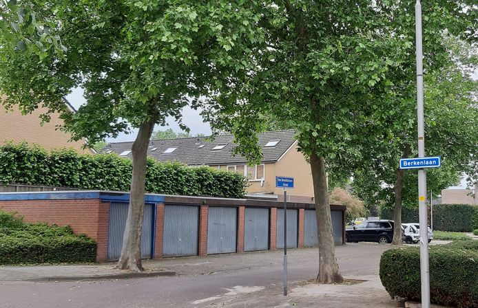 De 11 platanen in de Rijssense Van Broekhuizenstraat worden voorlopig niet geveld.