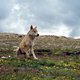 Op de bres voor de mysterieuze himalayawolf