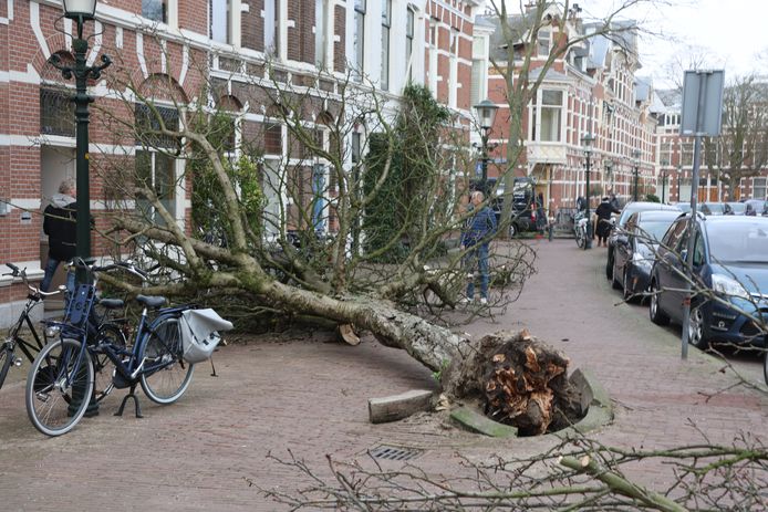 Op meerdere plekken in Den Haag zijn bomen uit de grond gewaaid, zoals hier op het Koningsplein.