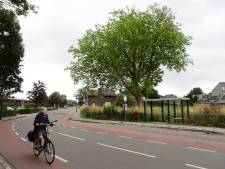 Boom van 121 jaar oud staat in de weg en moet dood, want verplaatsen is te duur