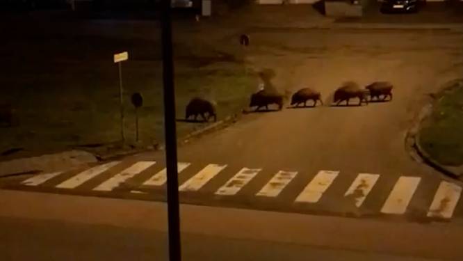 70 hectaren extra jachtgebied in strijd tegen everzwijnen in Genk