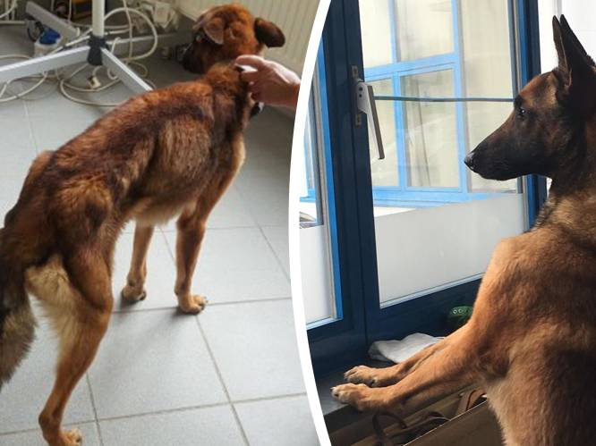 Verwaarloosde hond aan de beterhand: “Ferry ontdekt nu plezier van spel en balletjes”