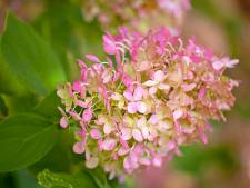 Hortensia’s zien er mooi uit, maar insecten hebben er vaak niets aan