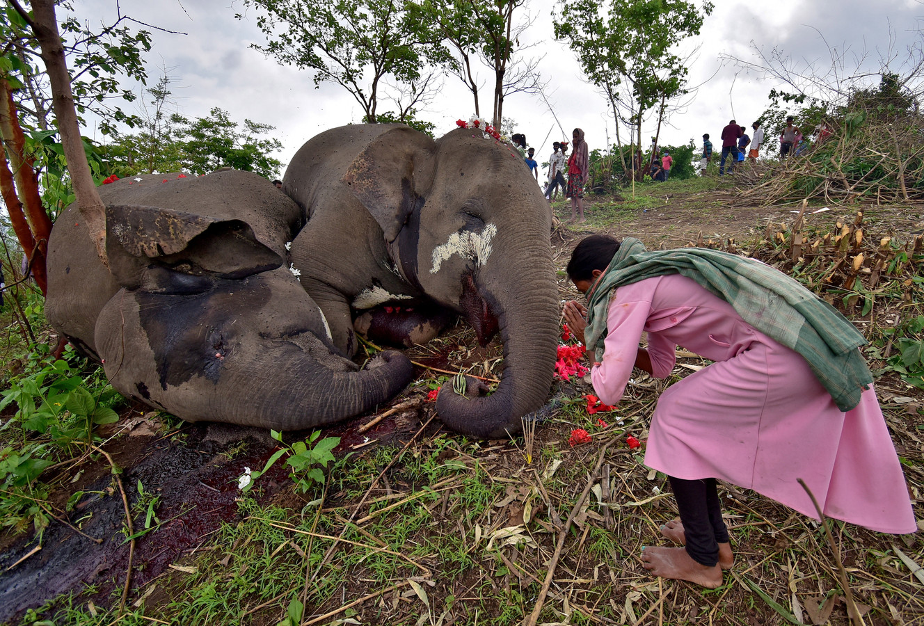 Een Indiase vrouw legt bloemen bij de karkassen van de omgekomen olifanten.