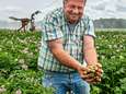Klimaatverandering: aardappelboer Kruisland vreest het weer en de luizen