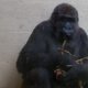 Vijfde gorillababy in Apenheul