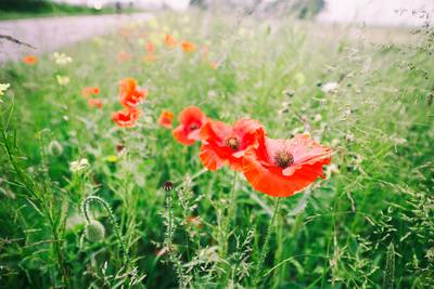 Drimmelen gaat minder maaien, ook al willen de meeste mensen ‘een strak gazonnetje’