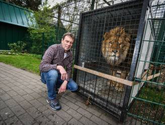 Verwaarloosde leeuwen komen aan in Natuurhulpcentrum