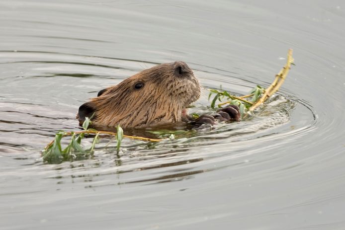 Foto van een bever ter illustratie.
