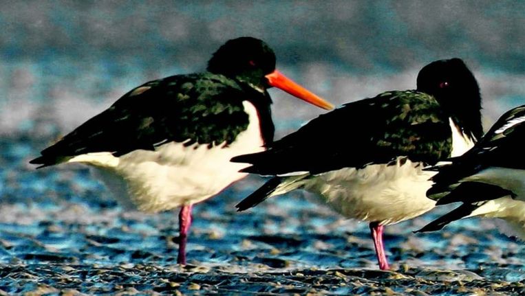 De 'Bonte Pieten' kunnen wel 40 jaar oud worden. Als ze per jaar 0,35 jong groot zouden brengen, zou de populatie in Nederland standhouden. Op dit moment ligt het gemiddeld aantal nakomelingen echter slechts op 0,2. Beeld 