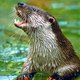 Nieuwe mijlpaal in de opmars van de otter: hij is terug in de Biesbosch