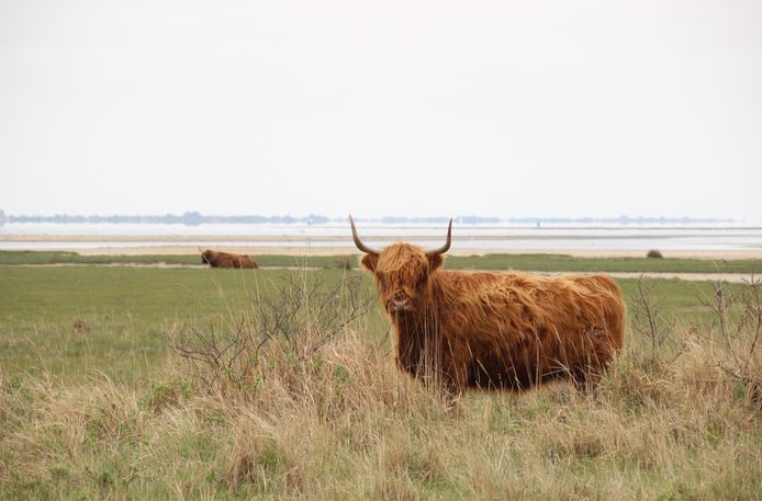 De Schotse hooglanders op de Slikken van Flakkee.