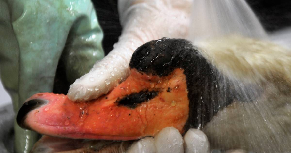 Rijkswaterstaat oefent opvang olievogels op strand Westkapelle | Zeeuws nieuws | pzc.nl - PZC