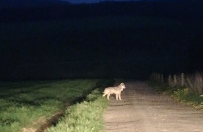 De wolf dook in de nacht van 30 april op 1 mei op in de buurt van Neufchâteau. Het leidde tot deze foto.