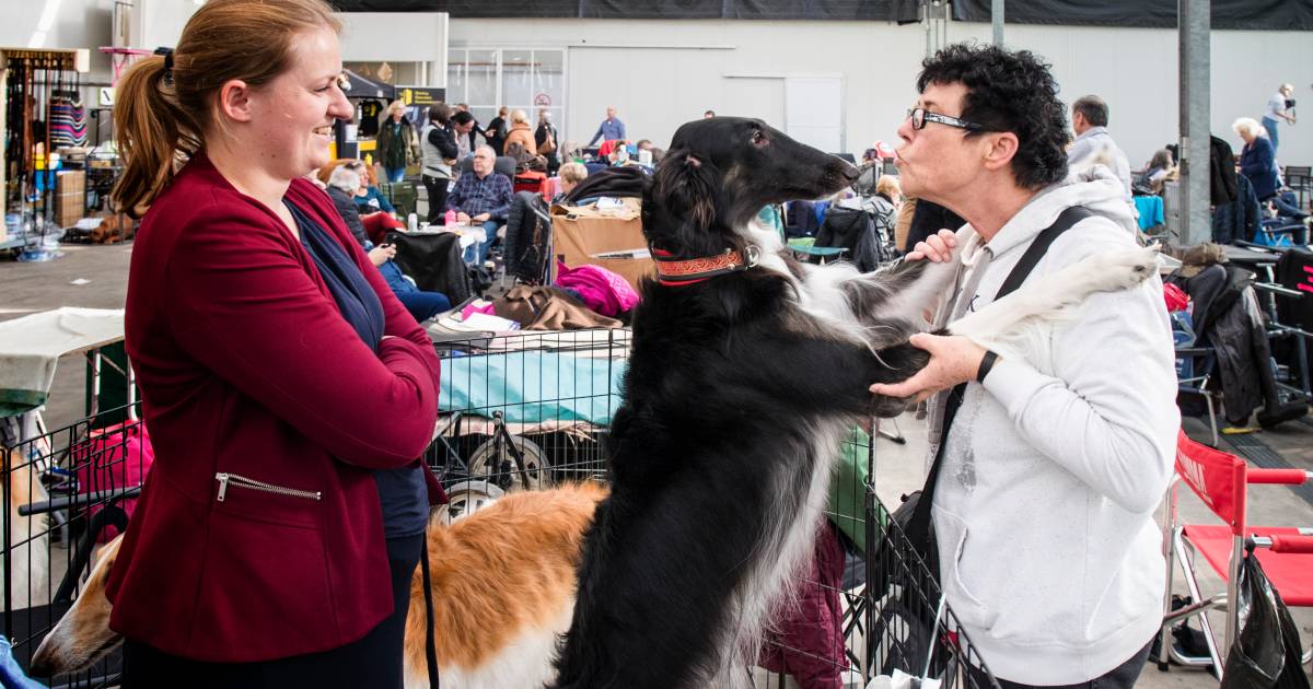 1800 rashonden zetten hun beste pootje voor bij Dogshow: ‘De perfecte hond moet nog geboren worden’