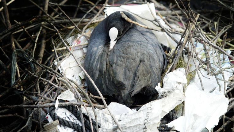Een meerkoet heeft een nest gebouwd van takken, kranten en ander afval uit de stad. Beeld ANP