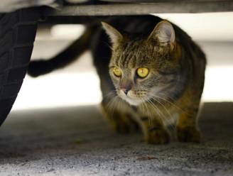 Doorrijden nadat je een kat geraakt hebt? Hier krijg je een boete van bijna 12.000 euro 
