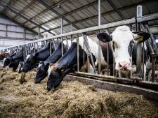 Door beleid overheid is voor melkveehouders de ramp niet te overzien