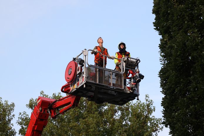 De brandweer schoot met een hoogwerker te hulp om de ara uit de boom te bevrijden.