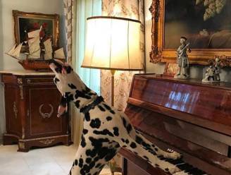 Creatieve dalmatiër 'zingt' graag en speelt ook piano