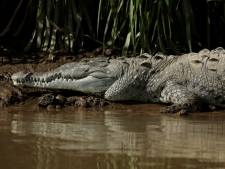 60-jarige Australische man houdt met zakmes krokodil van het lijf