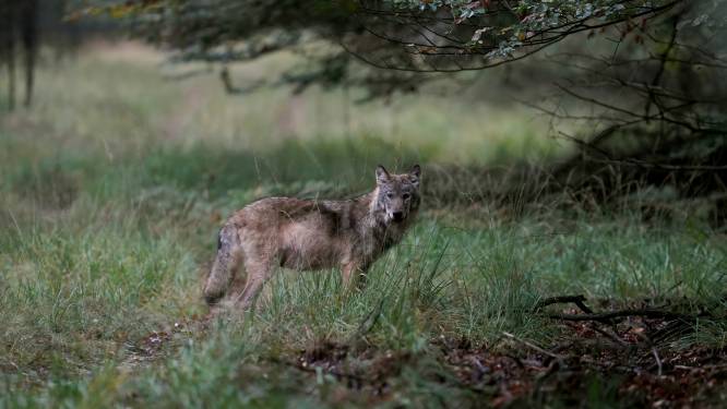 Wolf blijft voorlopig buiten schot, minister wil eerst dialoog over beschermde status