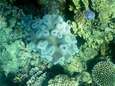 Great Barrier Reef in Australië getroffen door “grootschalige verbleking”