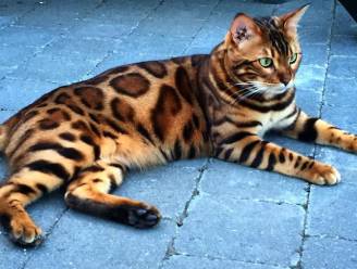 Maak kennis met Thor, de kat met de mooiste vacht ooit
