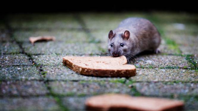 Ratten genieten van volle vuilniszakken op straat: ‘Daar krijgt Utrecht over twee maanden last van’