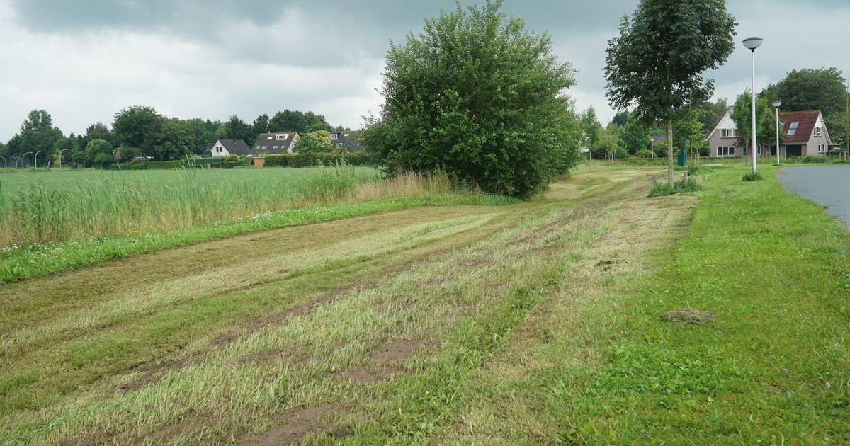 Foutje, bedankt! Gemeente maait in Laag Zuthem geliefde bloemenrand weg voor het oog van buurtbewone