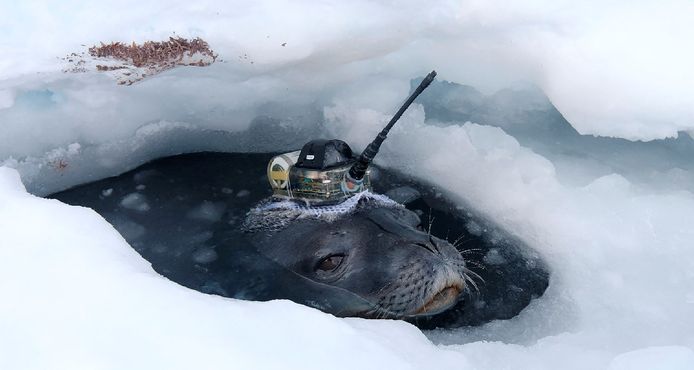 Een zeehond zwom tot een diepte van 700 meter.