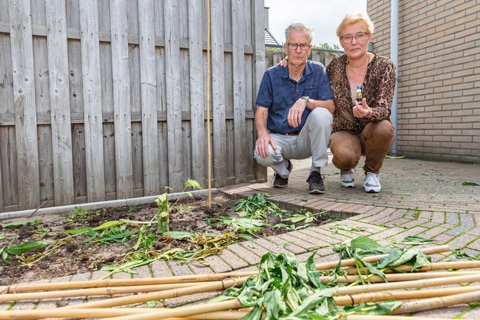 Jan en Jannie van Raalte uit Hasselt zonder wietplanten in hun tuin. De politie haalde de planten weg terwijl het echtpaar niet thuis was. Jan kweekt de planten om wietolie mee te maken voor zijn vrouw.