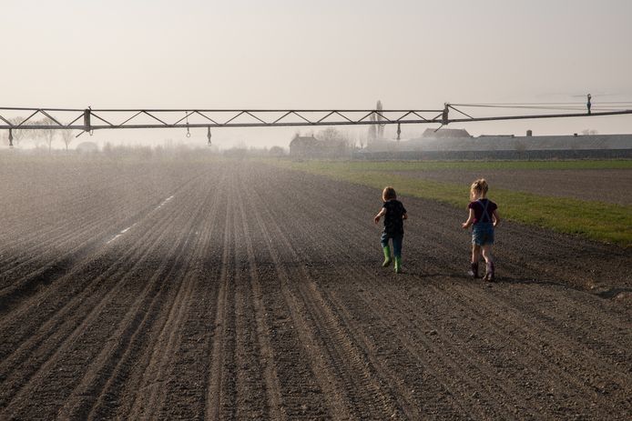 Een uienveld wordt besproeid tegen de droogte.