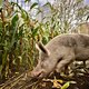 EZ: besmet varkens- en koeienvlees niet gevaarlijk