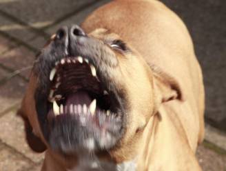 Ontsnapte pitbull valt kind (9) en ouders aan in Attenhoven
