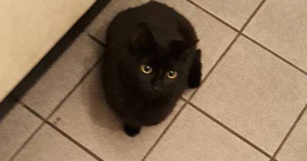 Aan boom vastgebonden kittens in Esch wachten op baasje: 'Anders worden ze opgegeven voor adoptie' -