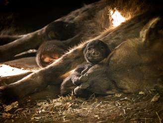 Pasgeboren hyena’s zijn primeur voor ZOO Planckendael: “Zowel bevruchting als geboorte zijn kleine mirakels”