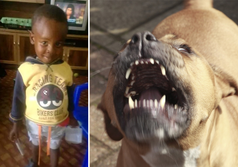 Keketso, trois ans, est décédé après avoir été attaqué par deux pitbulls, dans son quartier, en Afrique du Sud.